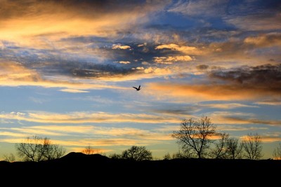 Bird Flying At Sunset - Source: Wiki Commons (Public Domain)