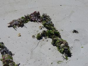 Seven by Steffen Heilfort - WikiCommons