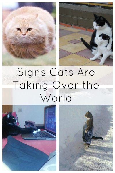 14 Signs Cats Are Taking Over The World by www.babble.com