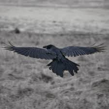 Common raven - Wikipedia. Photographer: Atli Harðarson. Taken in Seltjarnarnes, Gullbringusysla, Iceland.