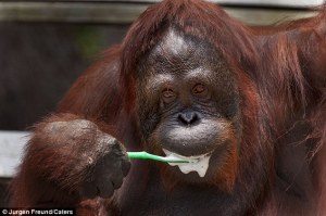 Orangutan
