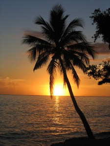 Sunset over Pacific ocean with coconut palm tree by	Andrew Mandemaker