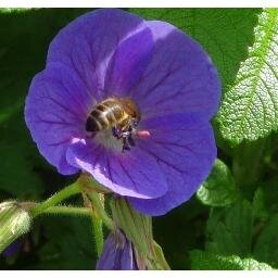 alexbutcherprofilepic